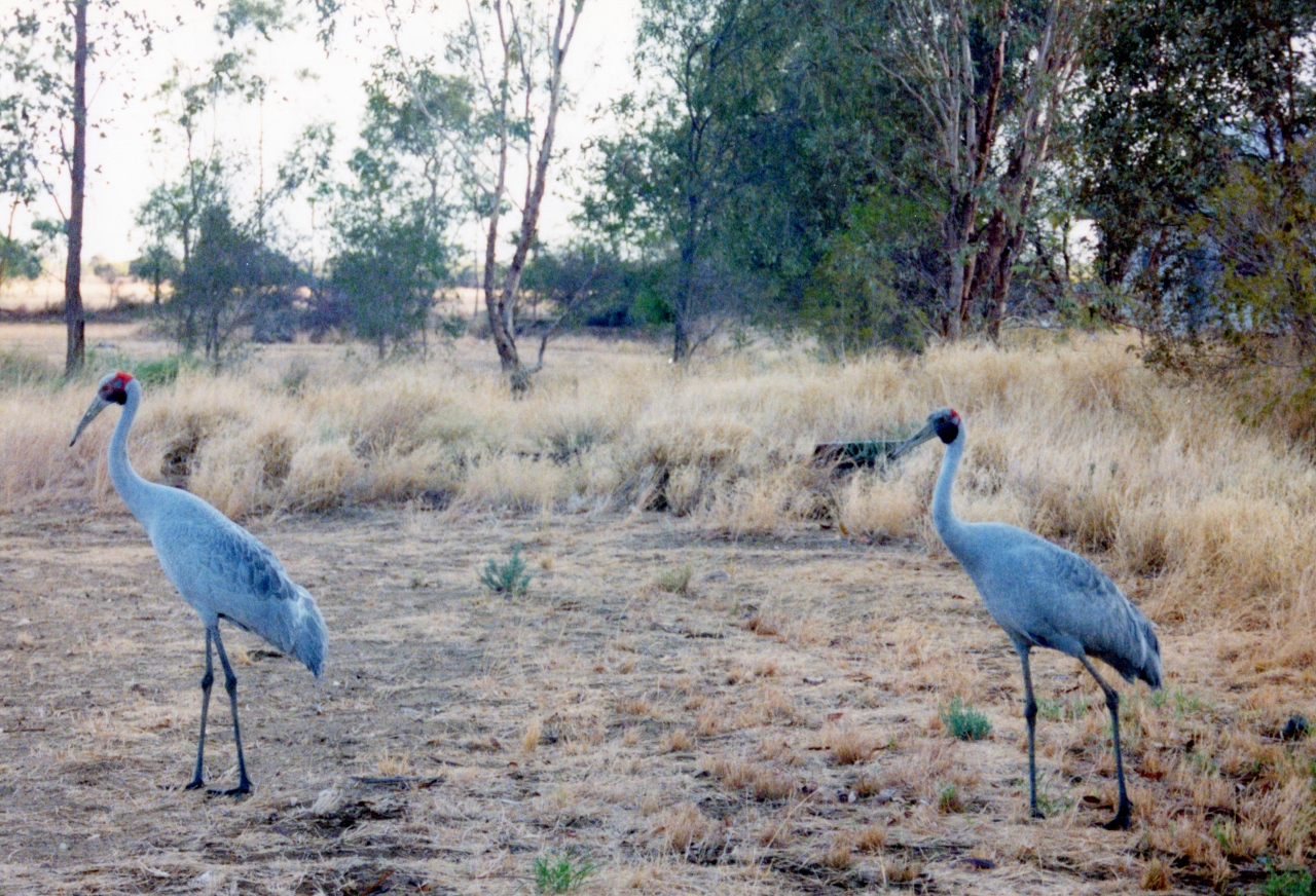A Brolga is a large crane-like bird. These ones were used to being around humans. They appeared as soon as we put the tent up.