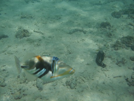 This or his brother was the killer triggerfish