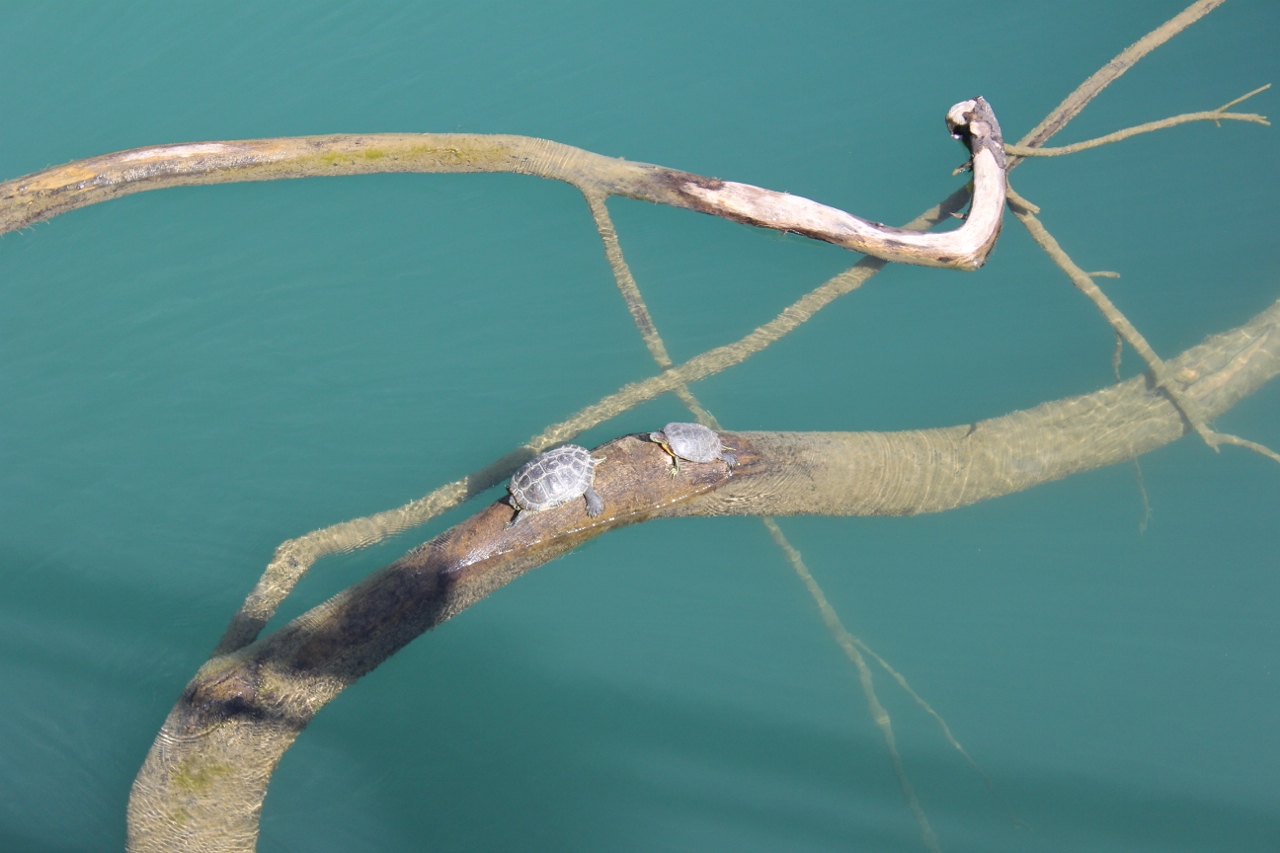 Two turtles on a log