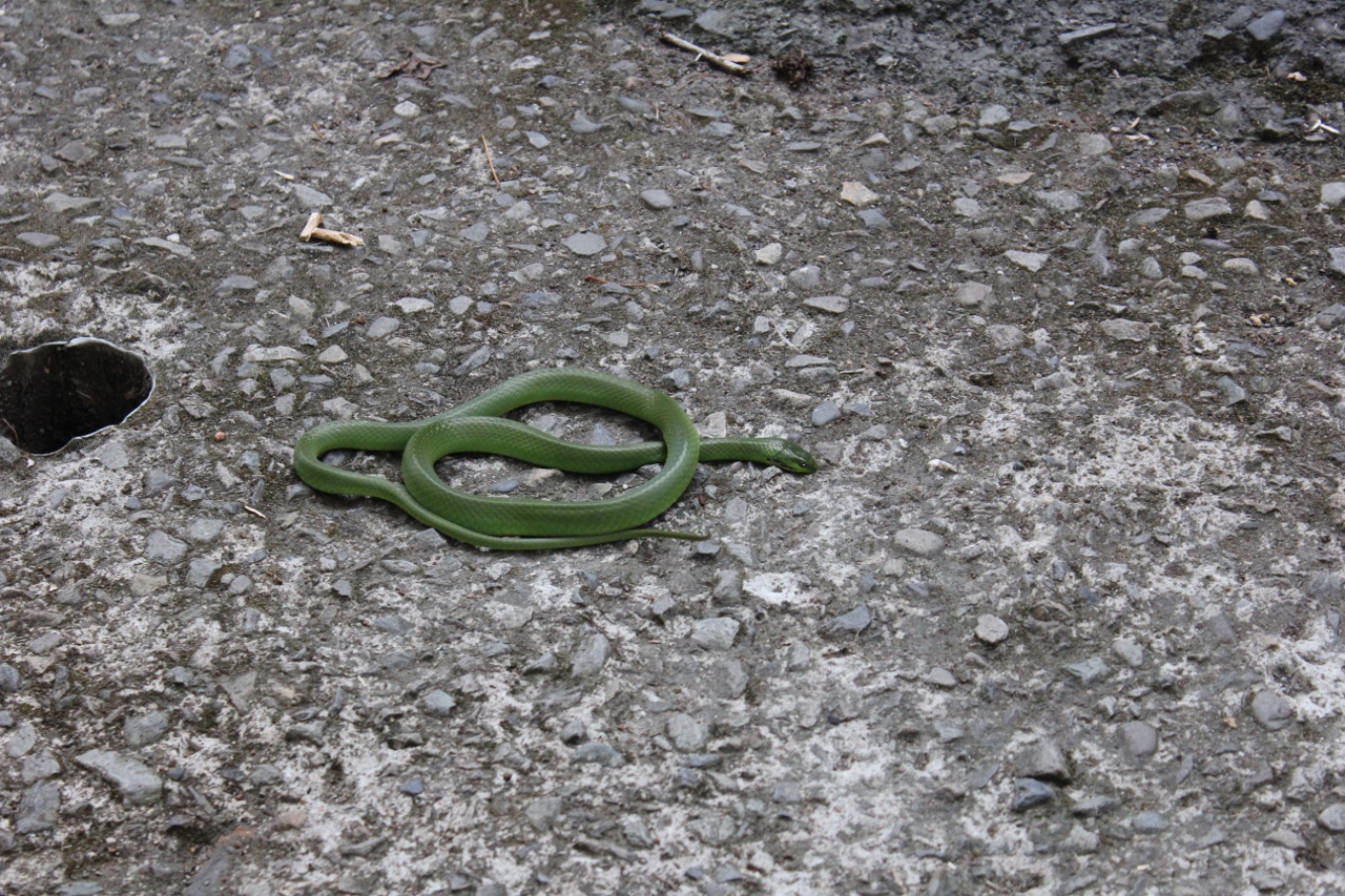 Green snake being herded back to the bush from the road