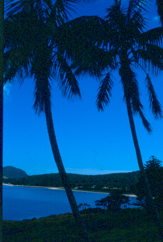 Subtropical Paradise Palms and Blue Sky