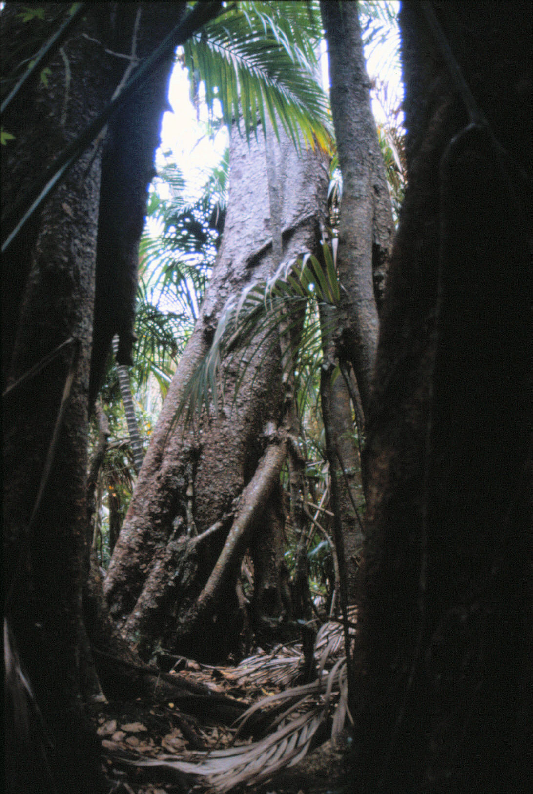 Morton Bay Fig in the Valley of the Shadows