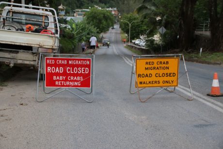 Christmas Island road closed for Red Crab Migration