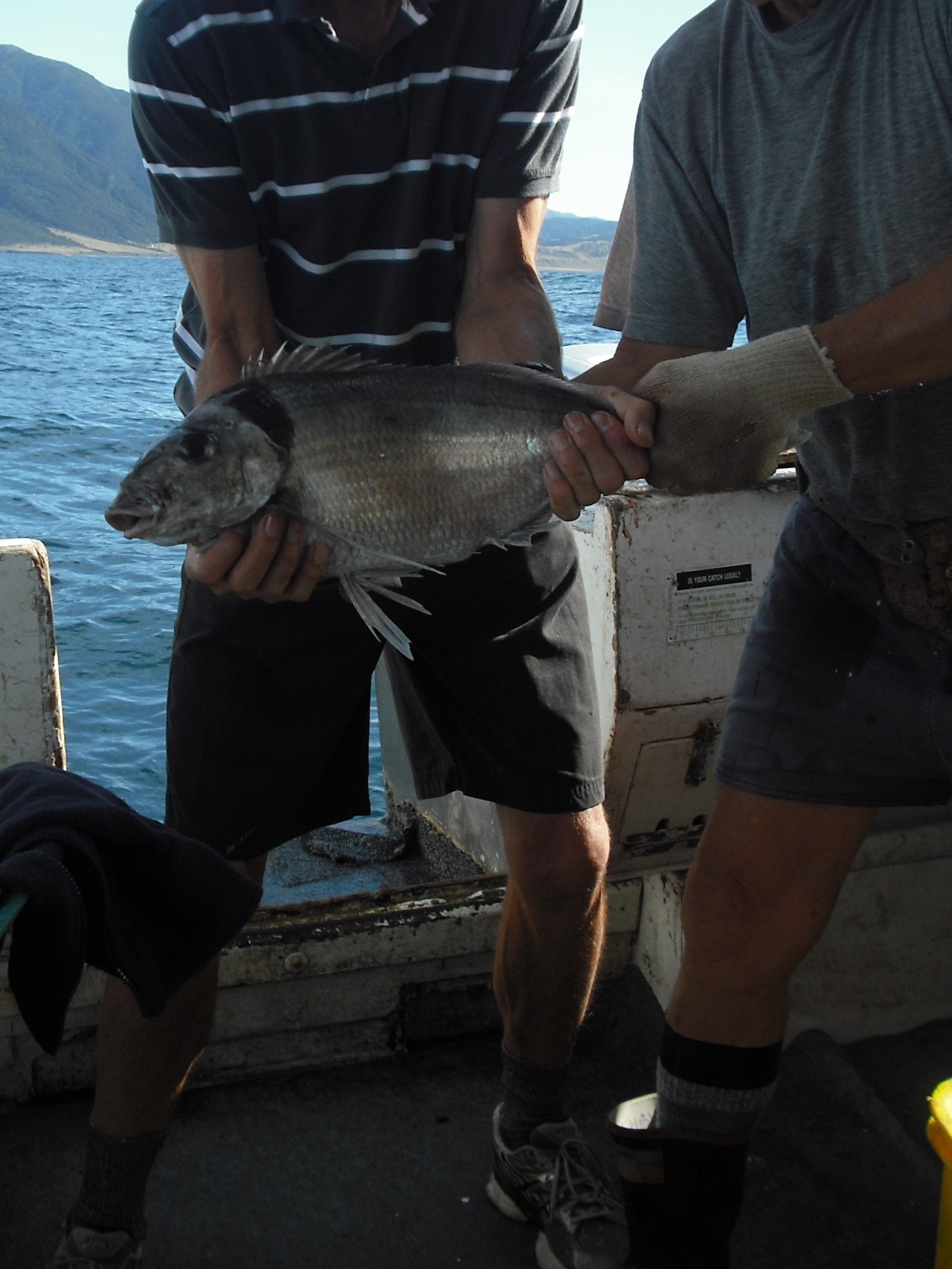 Tarakihi, Blue Cod, Barracuda, Fishing