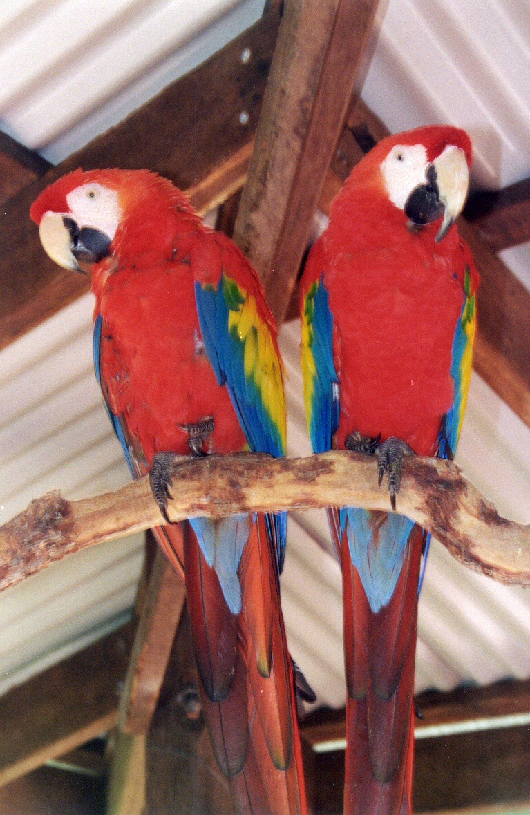 Meet these Guys in the Kuranda Bird Sanctuary